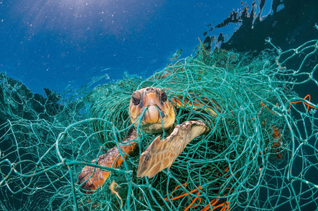 The Environmental Impact of Single-Use Plastics