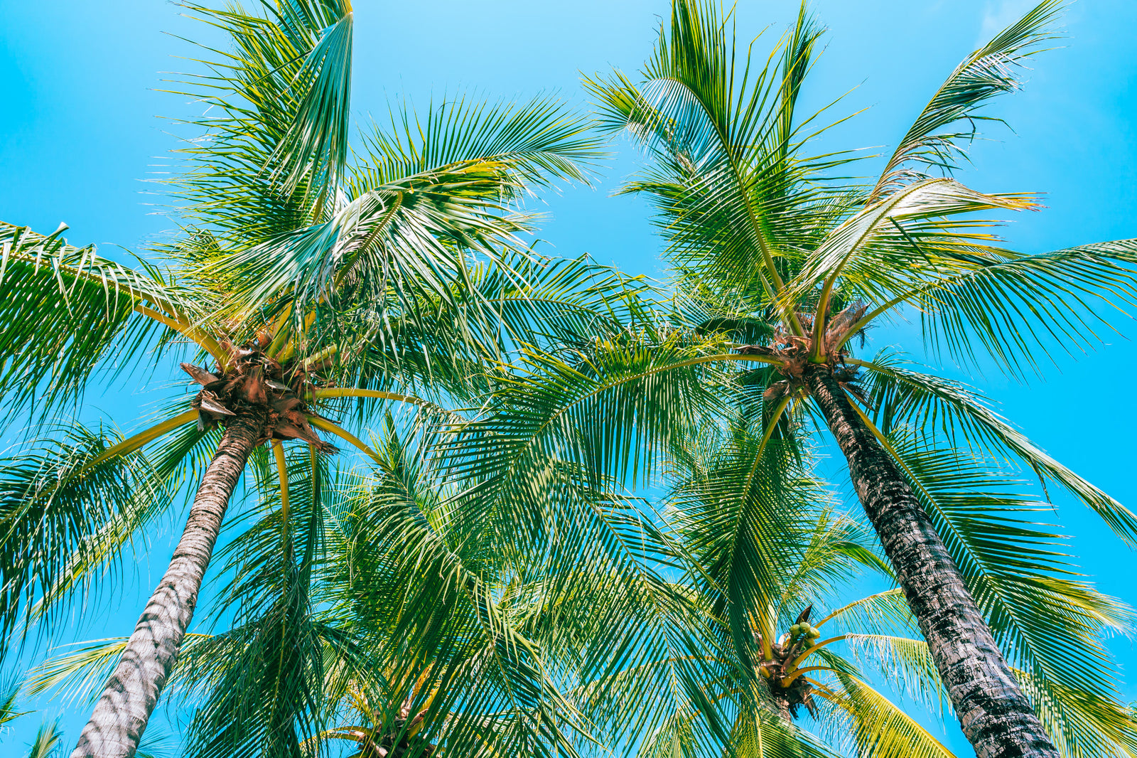 Coconut Tree: Detail Parts and Significant Uses in Life